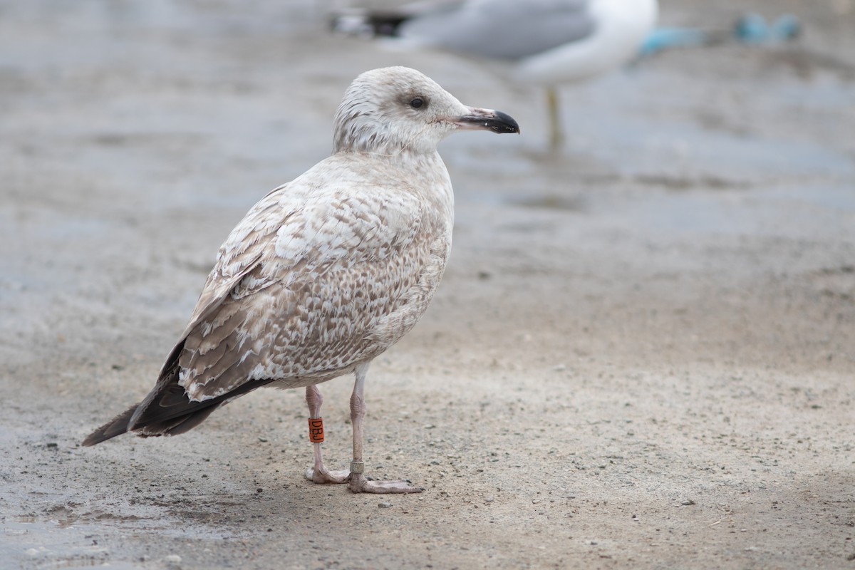 American Herring Gull - ML627816784