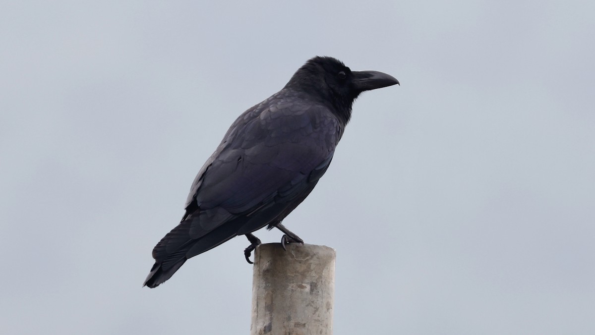 Large-billed Crow - ML627816806