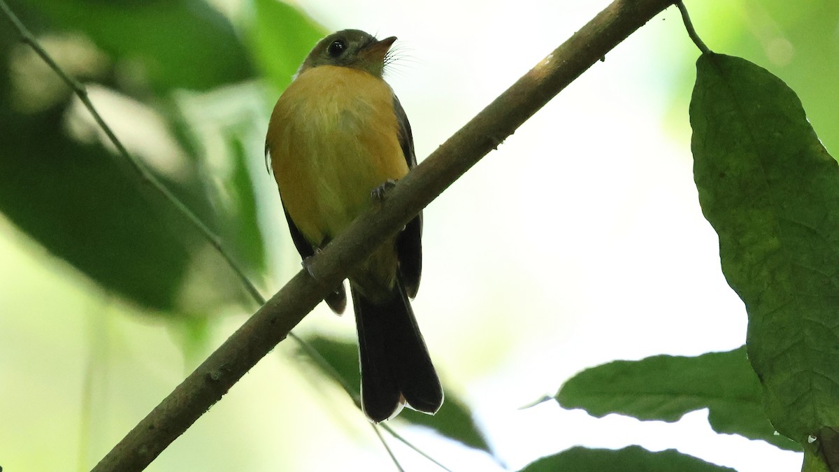 Sulphur-rumped Flycatcher - ML627816863