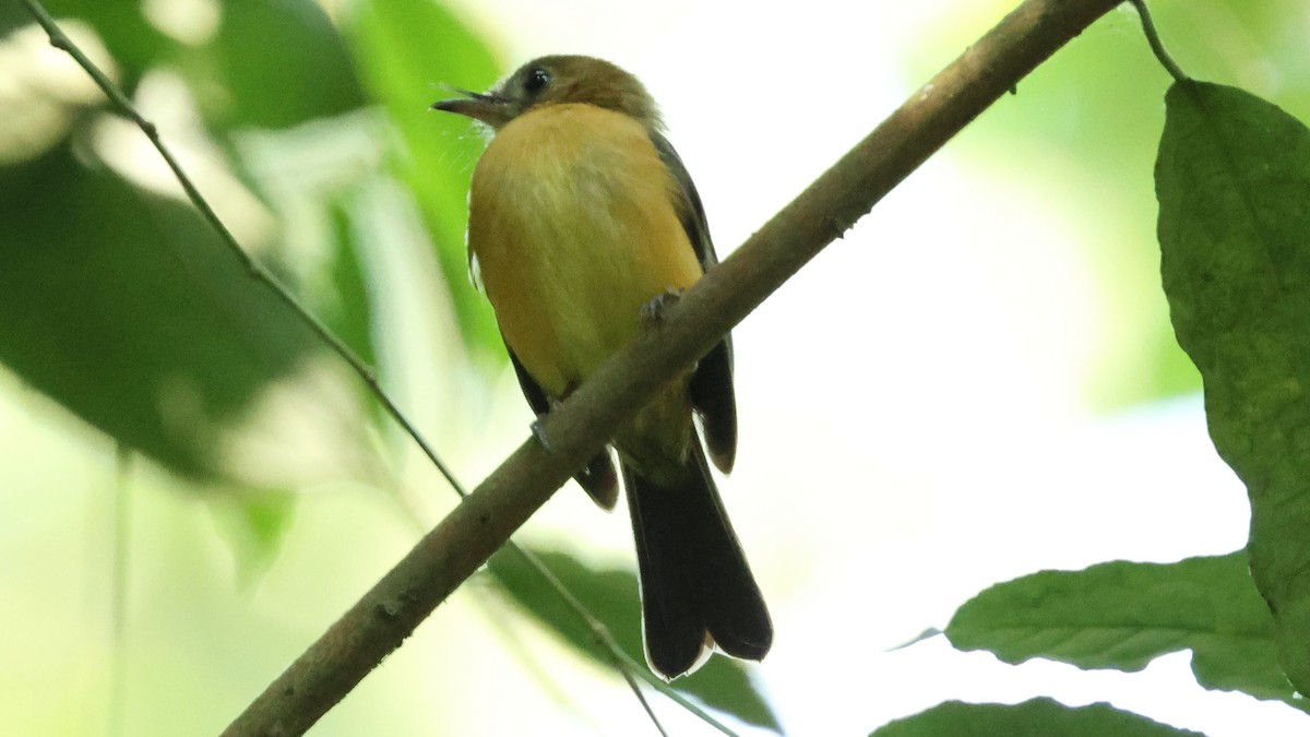 Sulphur-rumped Flycatcher - ML627816864