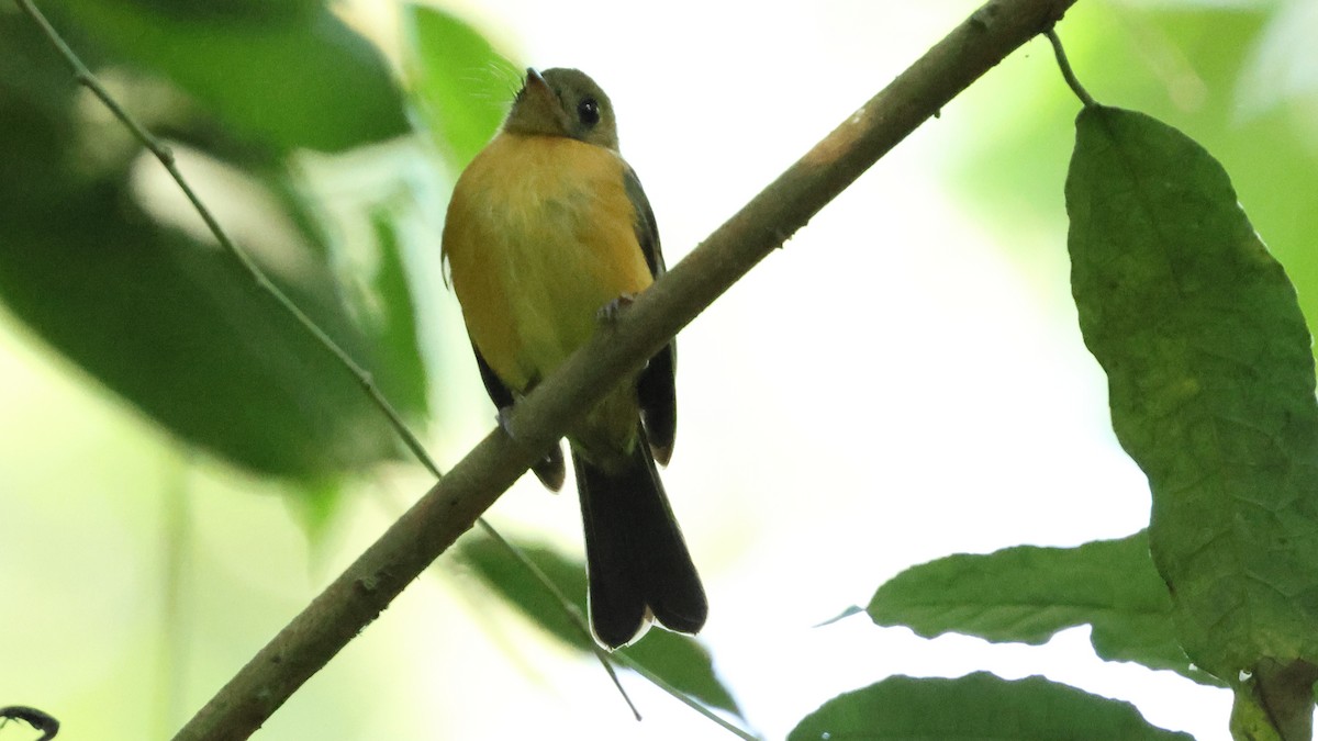 Sulphur-rumped Flycatcher - ML627816865