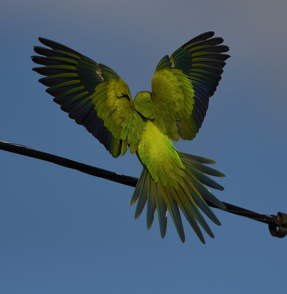 Nanday Parakeet - ML627816916