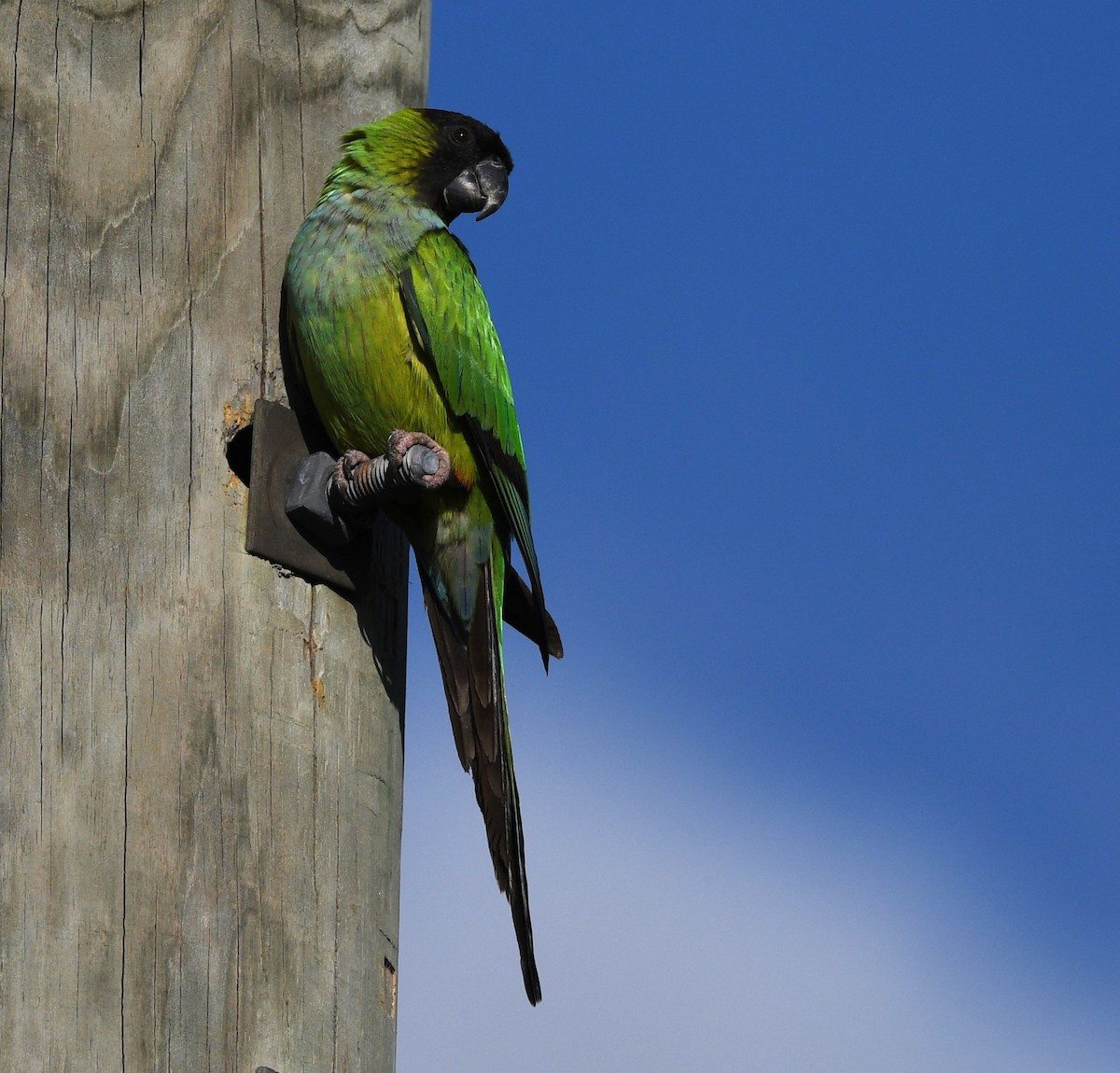 Nanday Parakeet - ML627816917