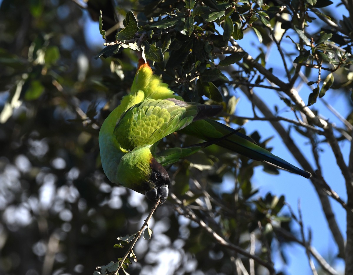 Nanday Parakeet - ML627816918