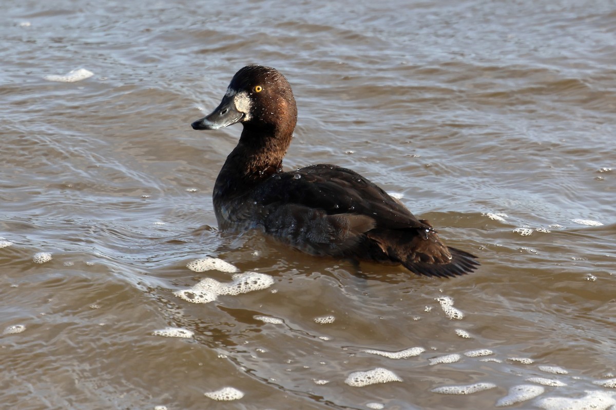 Greater Scaup - ML627816969