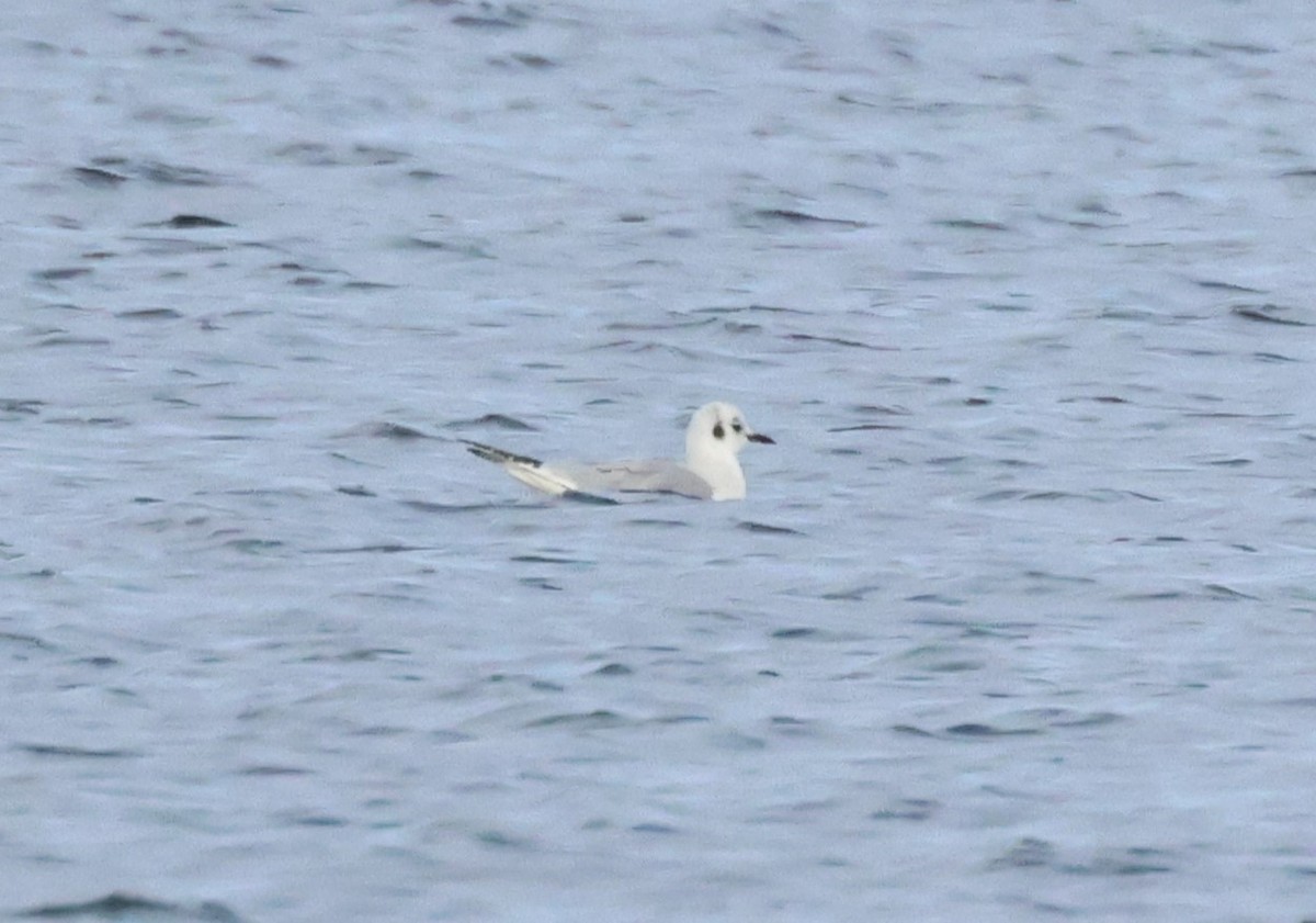 Bonaparte's Gull - ML627816981