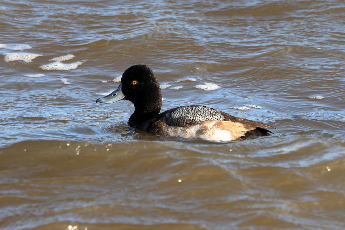 Lesser Scaup - ML627816982