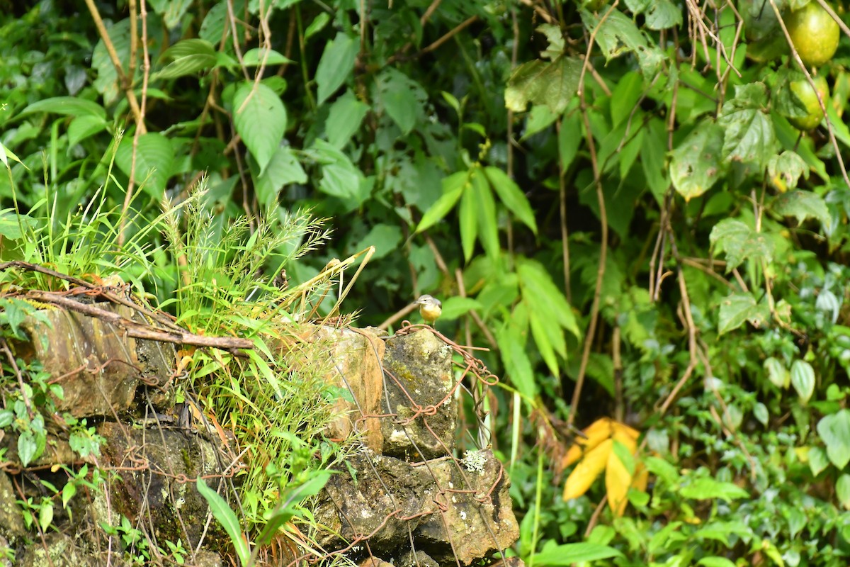 Gray Wagtail - ML627816993