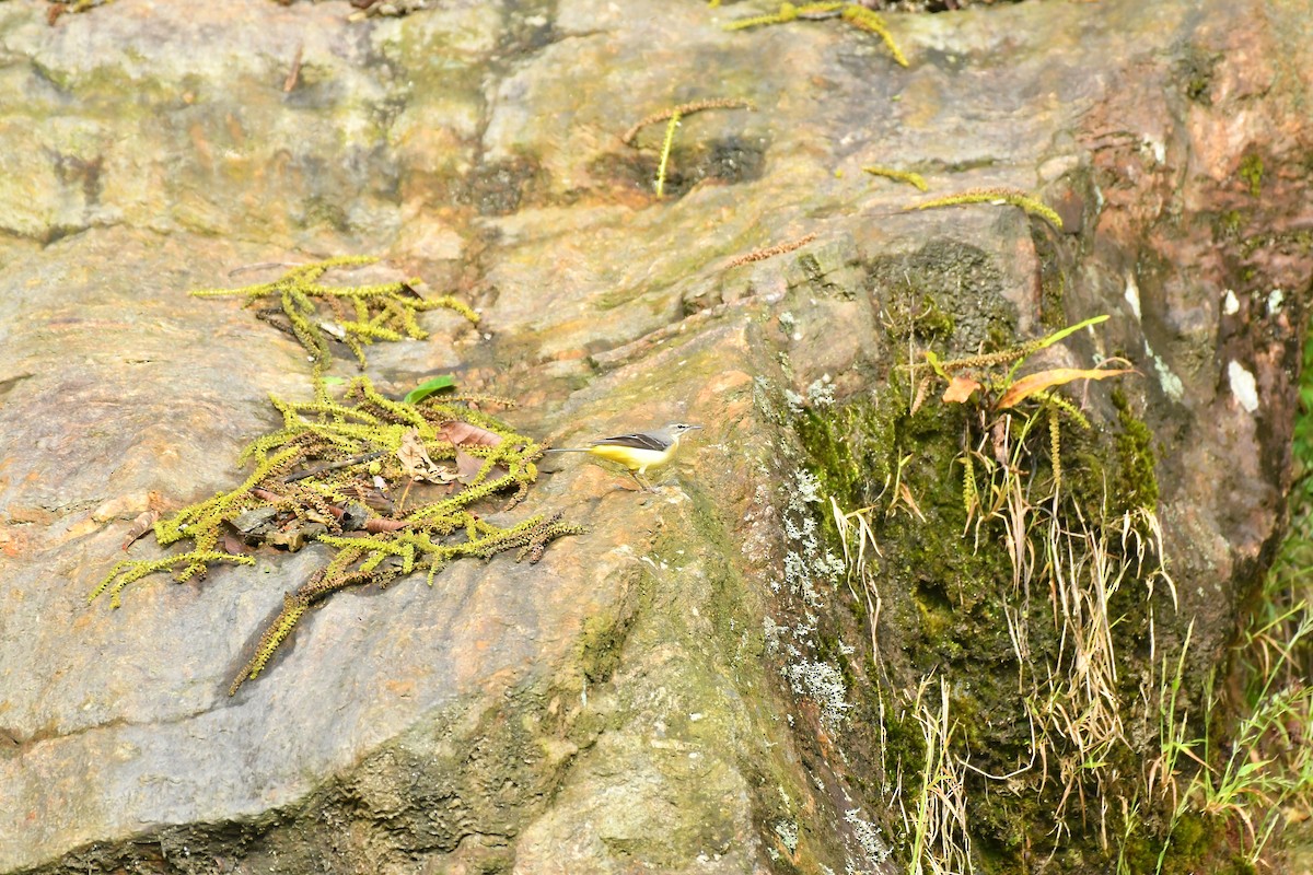 Gray Wagtail - ML627816994