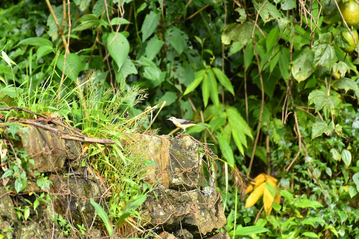 Gray Wagtail - ML627816995