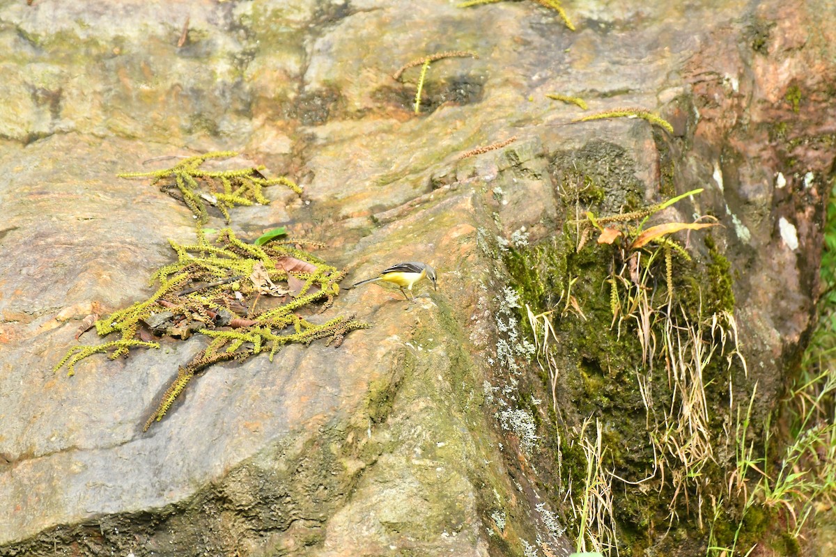 Gray Wagtail - ML627816996