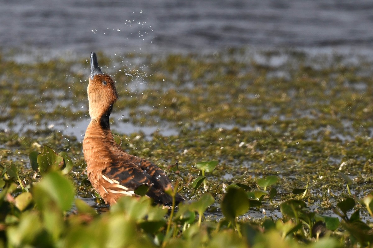 Fulvous Whistling-Duck - ML627817012