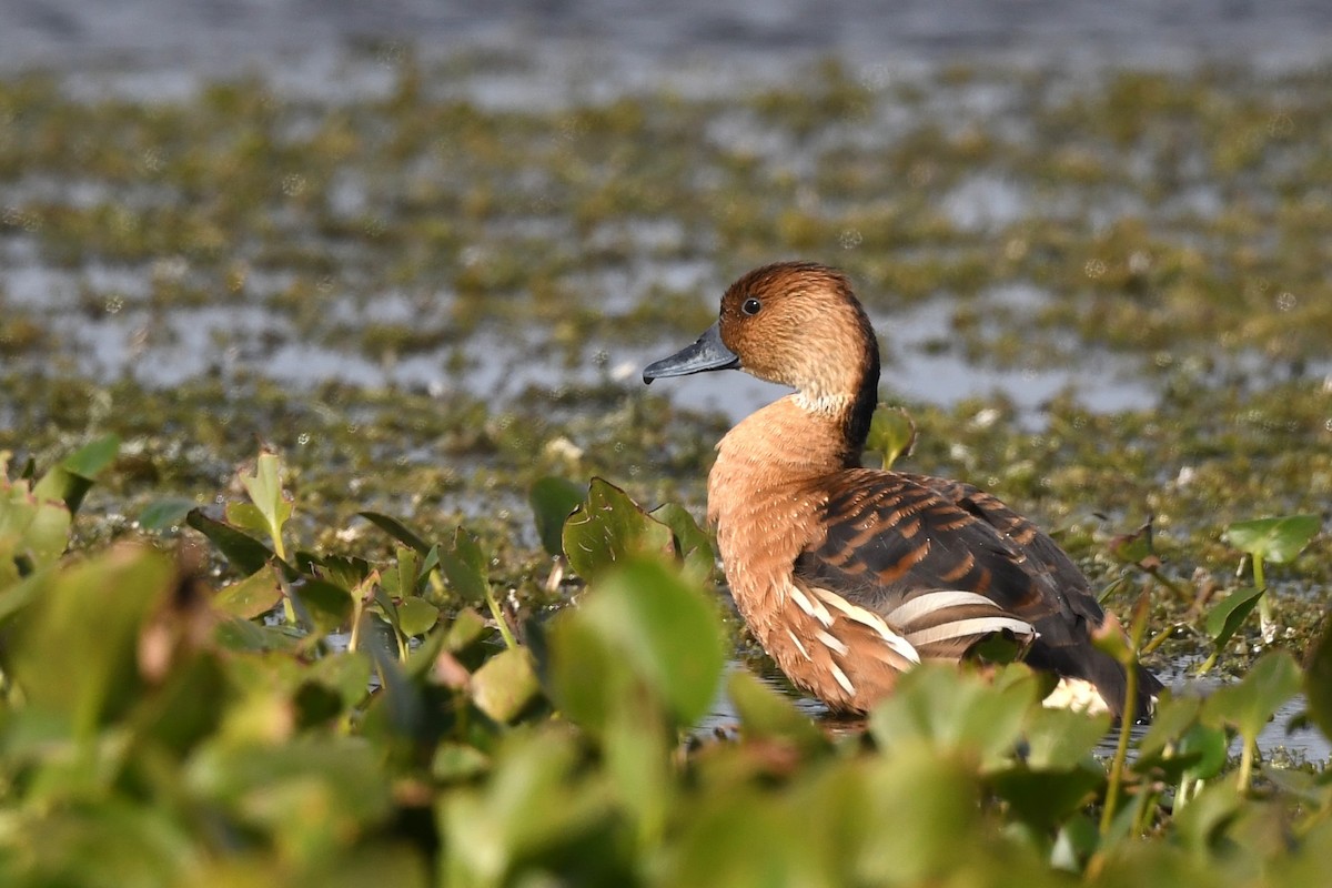 Fulvous Whistling-Duck - ML627817024