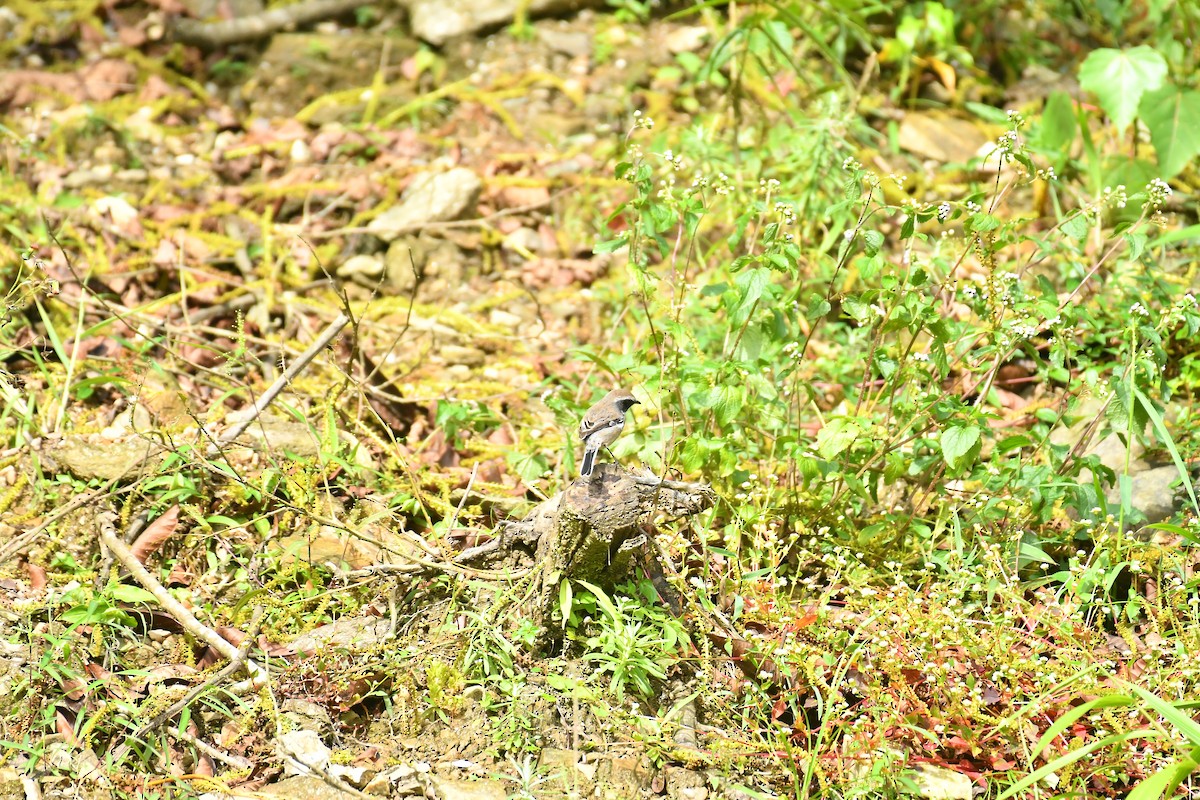 Gray Bushchat - ML627817040