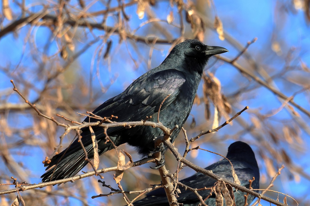 Fish Crow - ML627817042