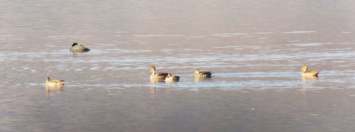 Yellow-billed Pintail - ML627817123