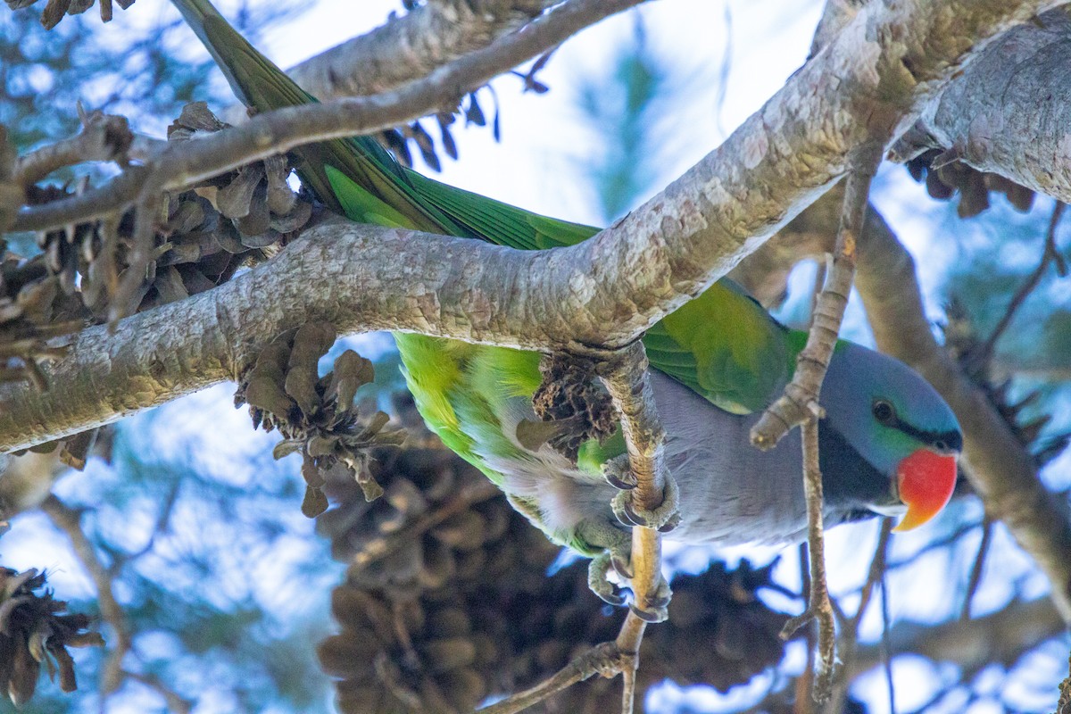 Derbyan Parakeet - ML627817125