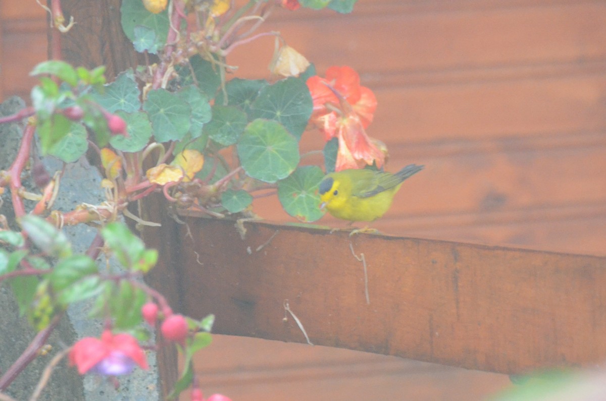 Wilson's Warbler - ML627817143