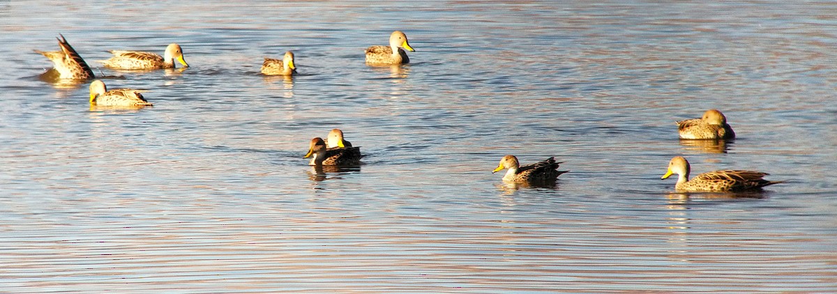 Yellow-billed Pintail - ML627817223