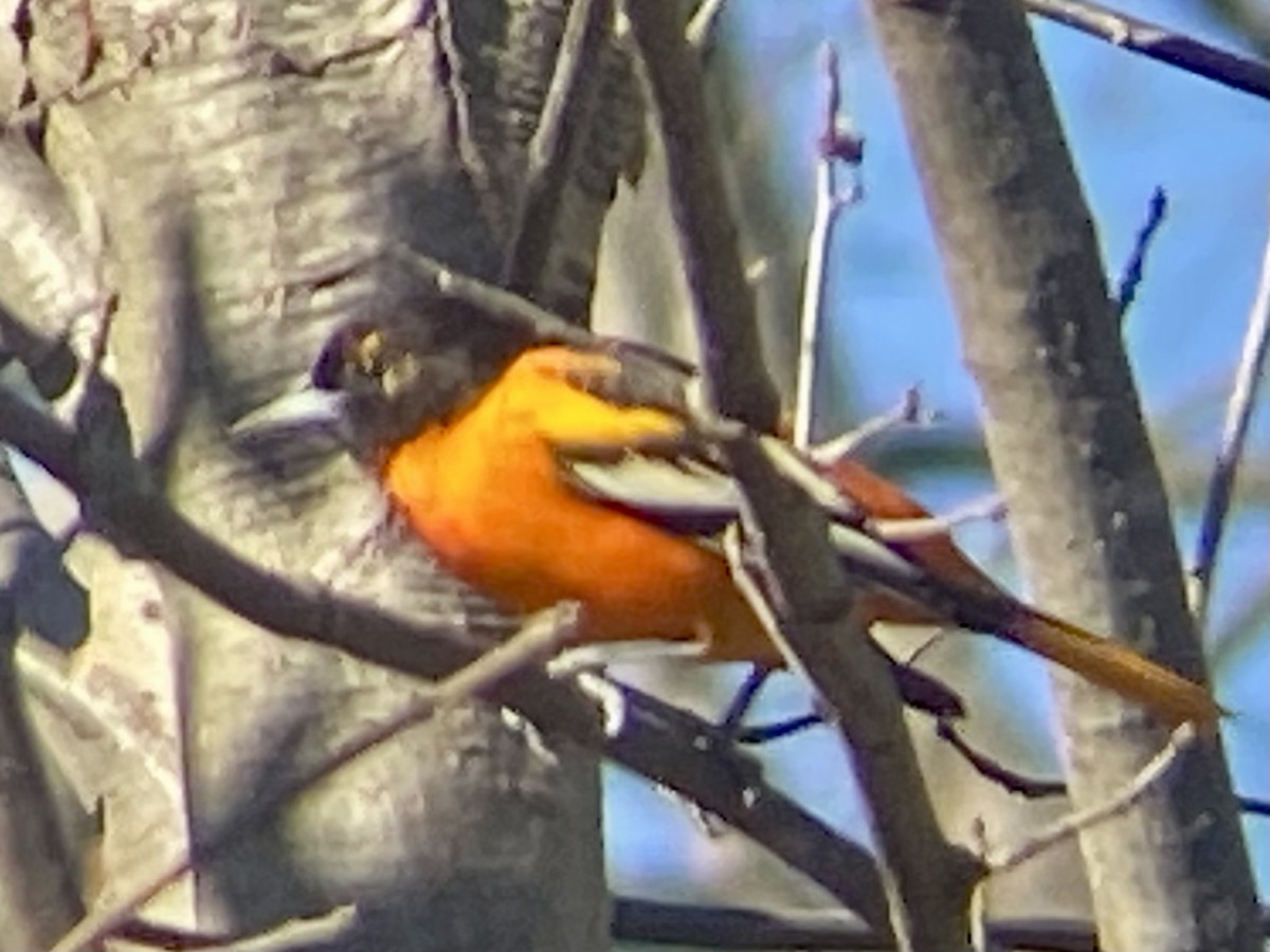 פזאי צפוני - ML627817242