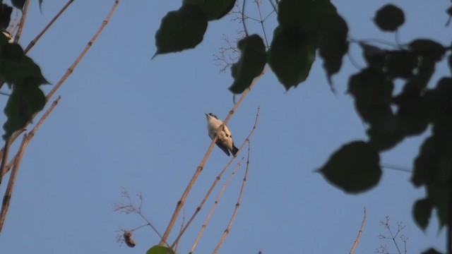 チェバートオオハシモズ - ML627817298