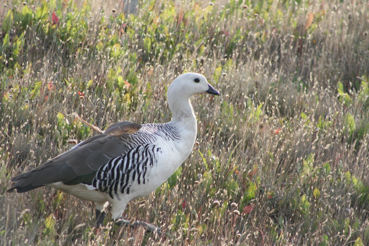 Upland Goose - ML627817301