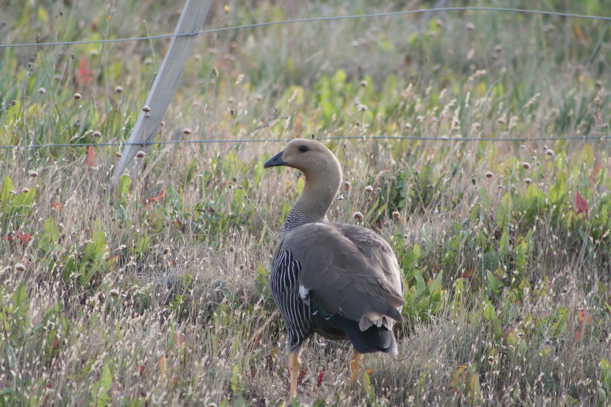 Upland Goose - ML627817302