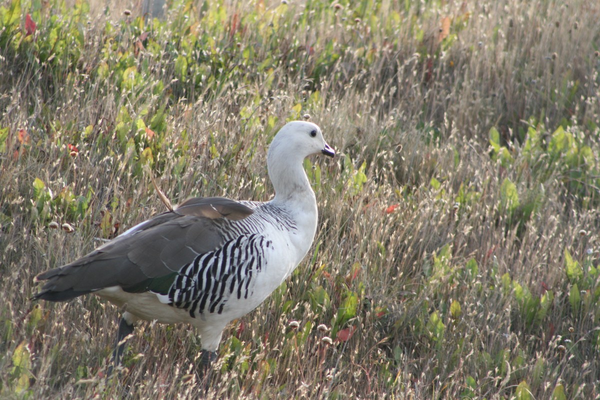 Upland Goose - ML627817303