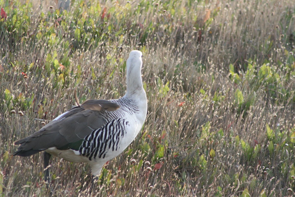 Upland Goose - ML627817306