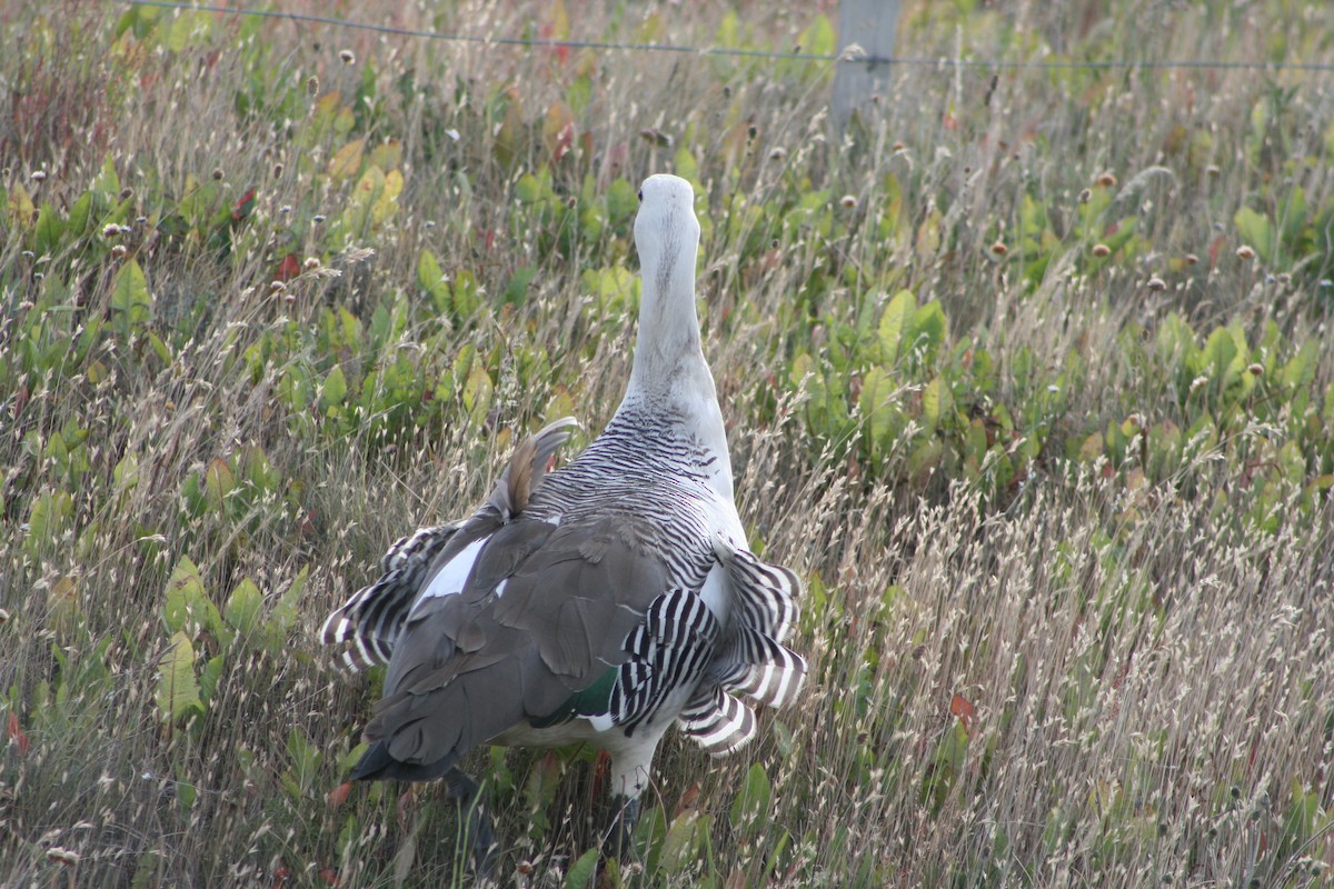 Upland Goose - ML627817307