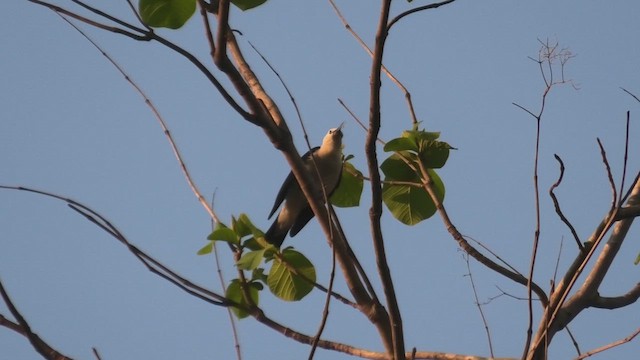 Sickle-billed Vanga - ML627817316