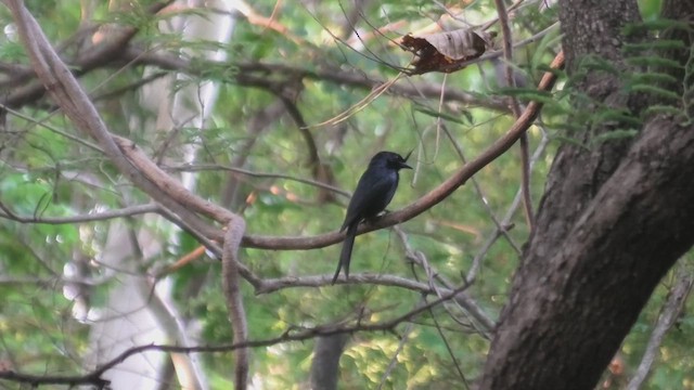 Crested Drongo - ML627817326