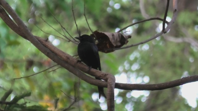 Crested Drongo - ML627817327