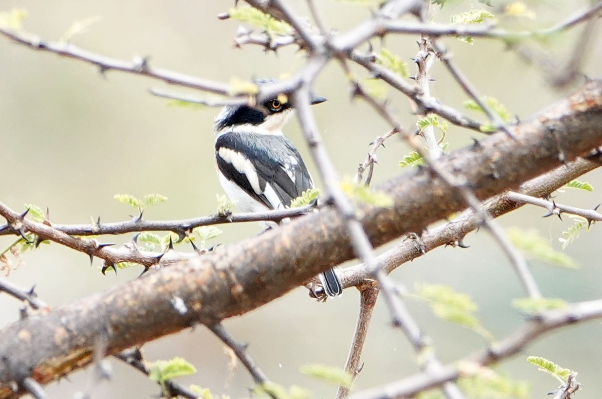 Pygmy Batis - ML627817351