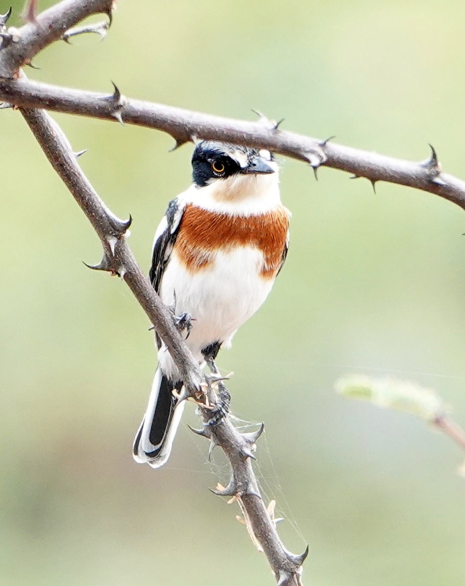 Pygmy Batis - ML627817352