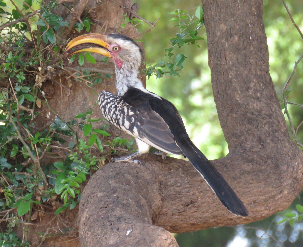 Southern Yellow-billed Hornbill - ML627817509