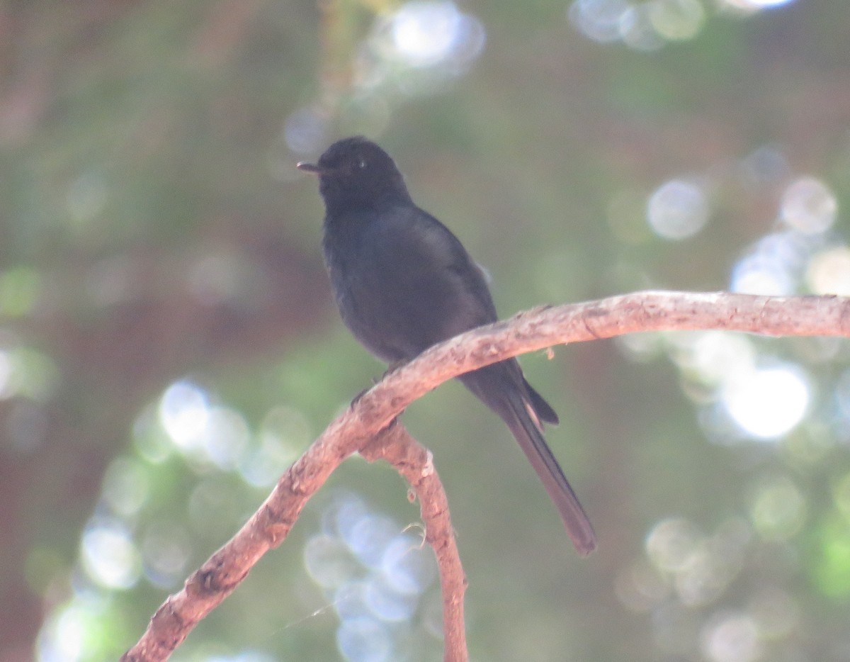 Southern Black-Flycatcher - ML627817555