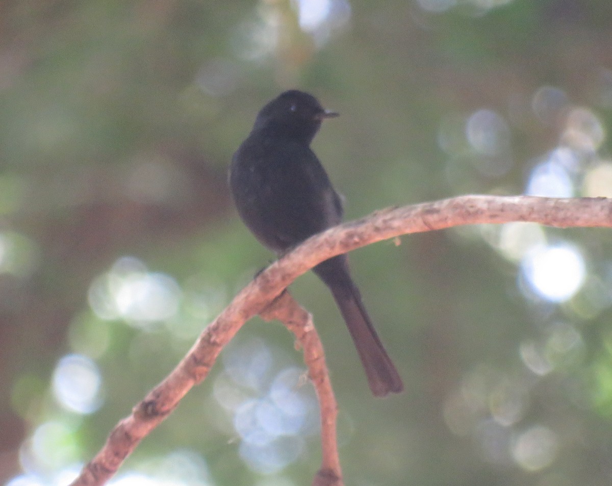 Southern Black-Flycatcher - ML627817556