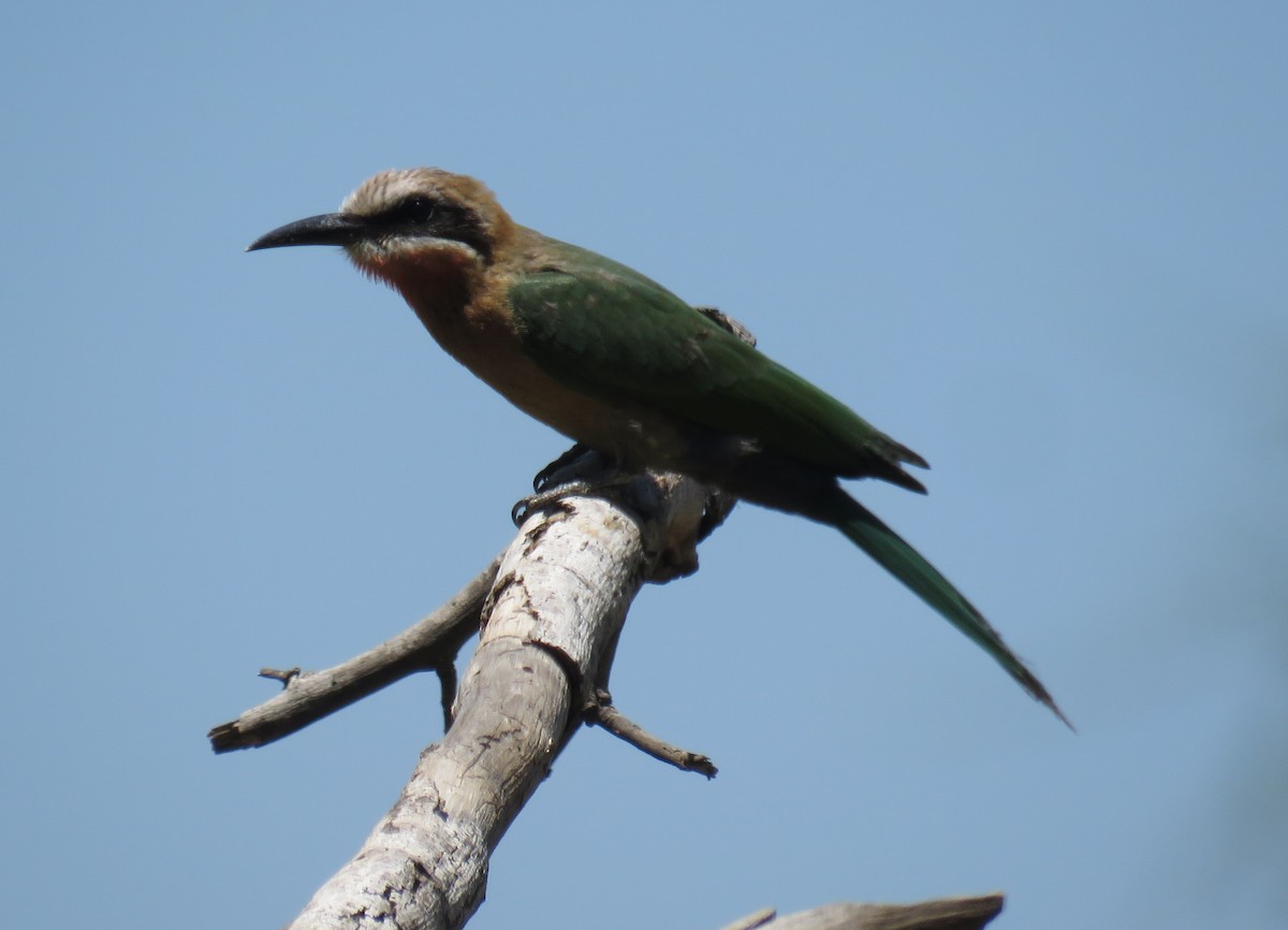 White-fronted Bee-eater - ML627817597