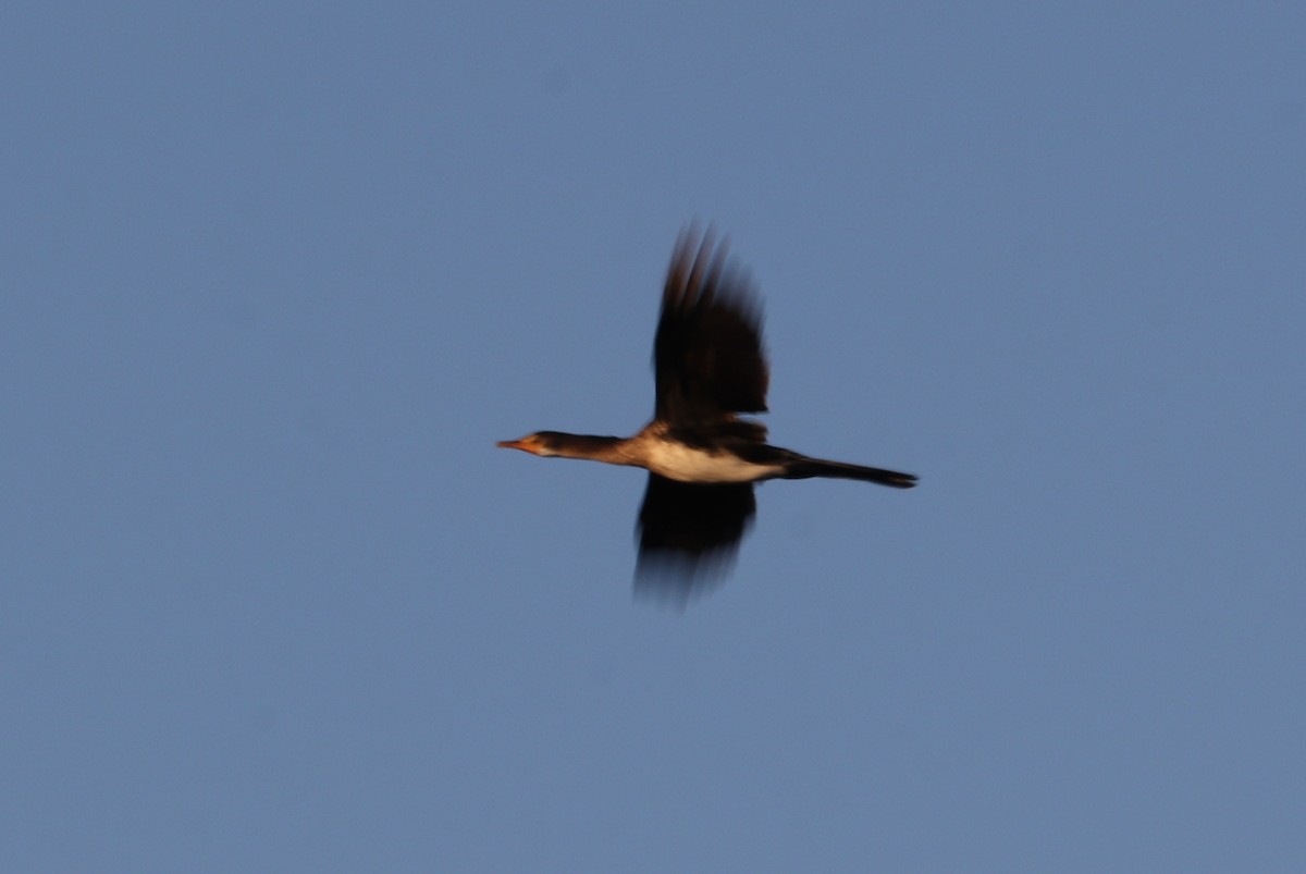 Reed Cormorant - ML627817726