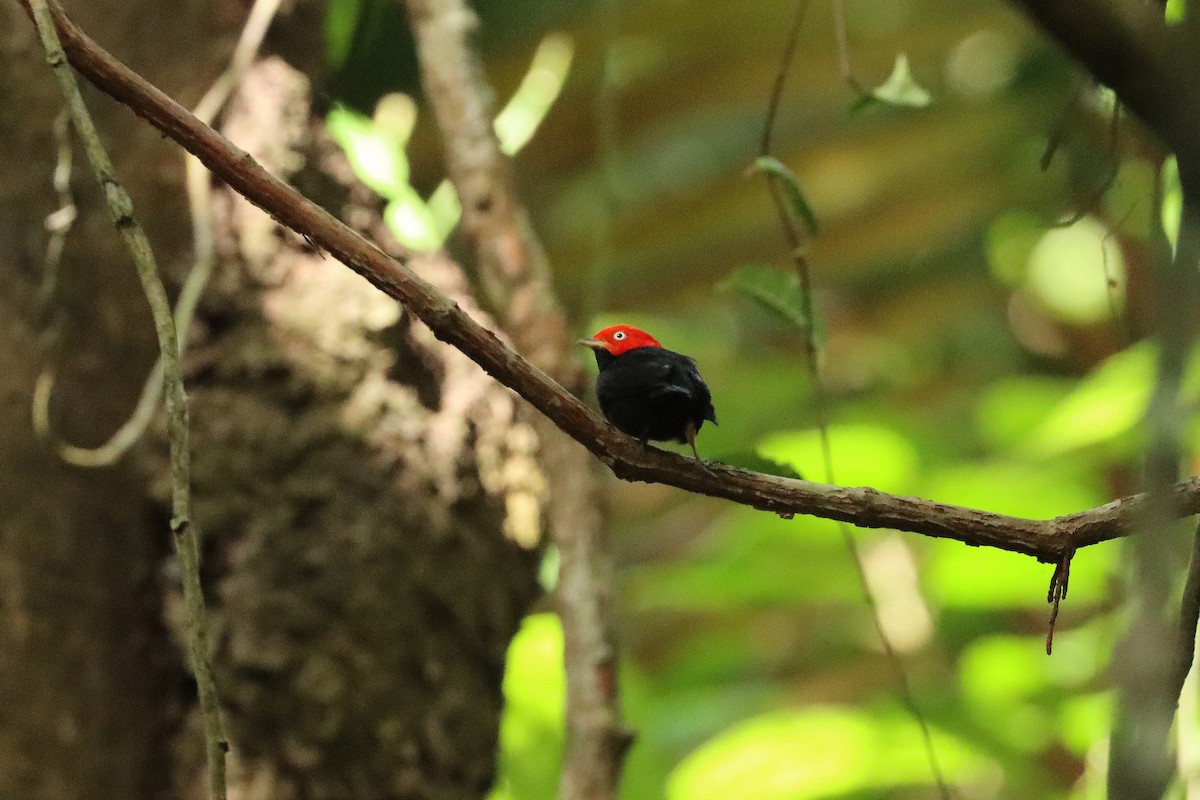 Red-capped Manakin - ML627817809