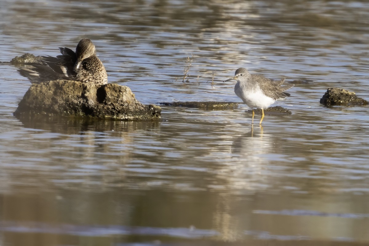 Lesser Yellowlegs - Enrique Praxedes
