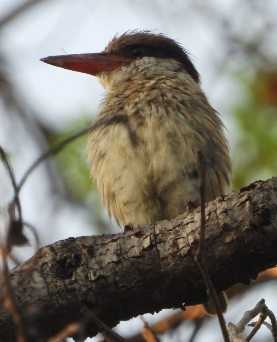 Striped Kingfisher - ML627818052