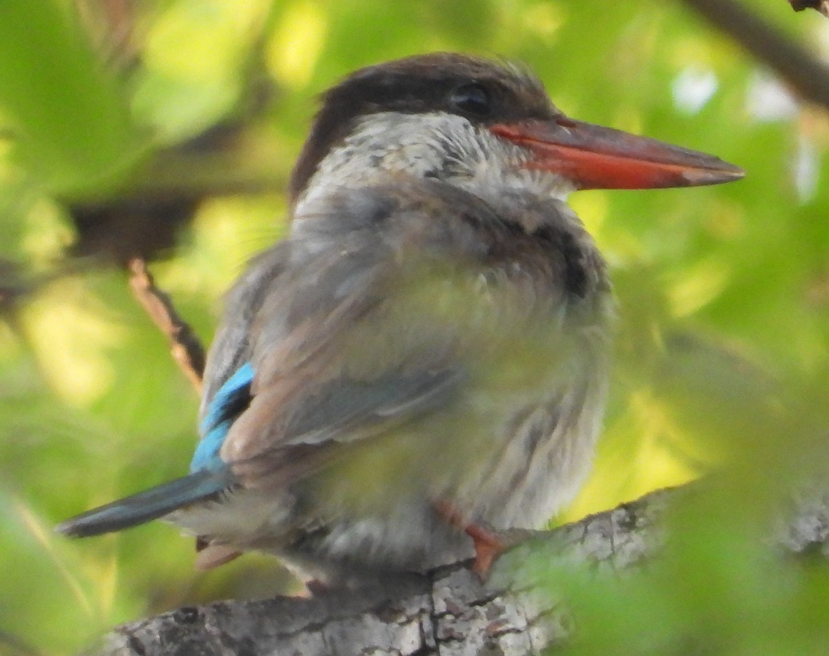 Striped Kingfisher - ML627818053