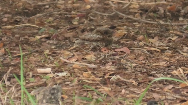 Madagascar Nightjar - ML627818070