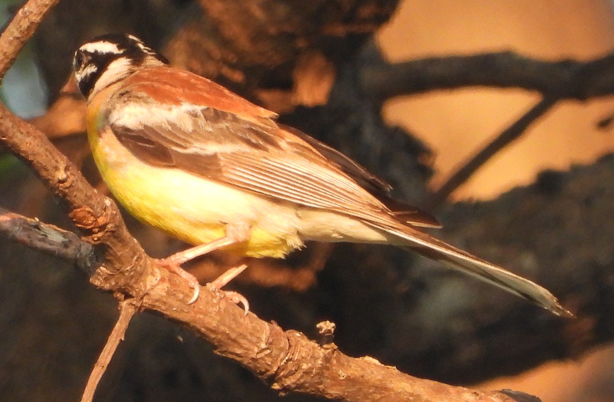 Golden-breasted Bunting - ML627818075