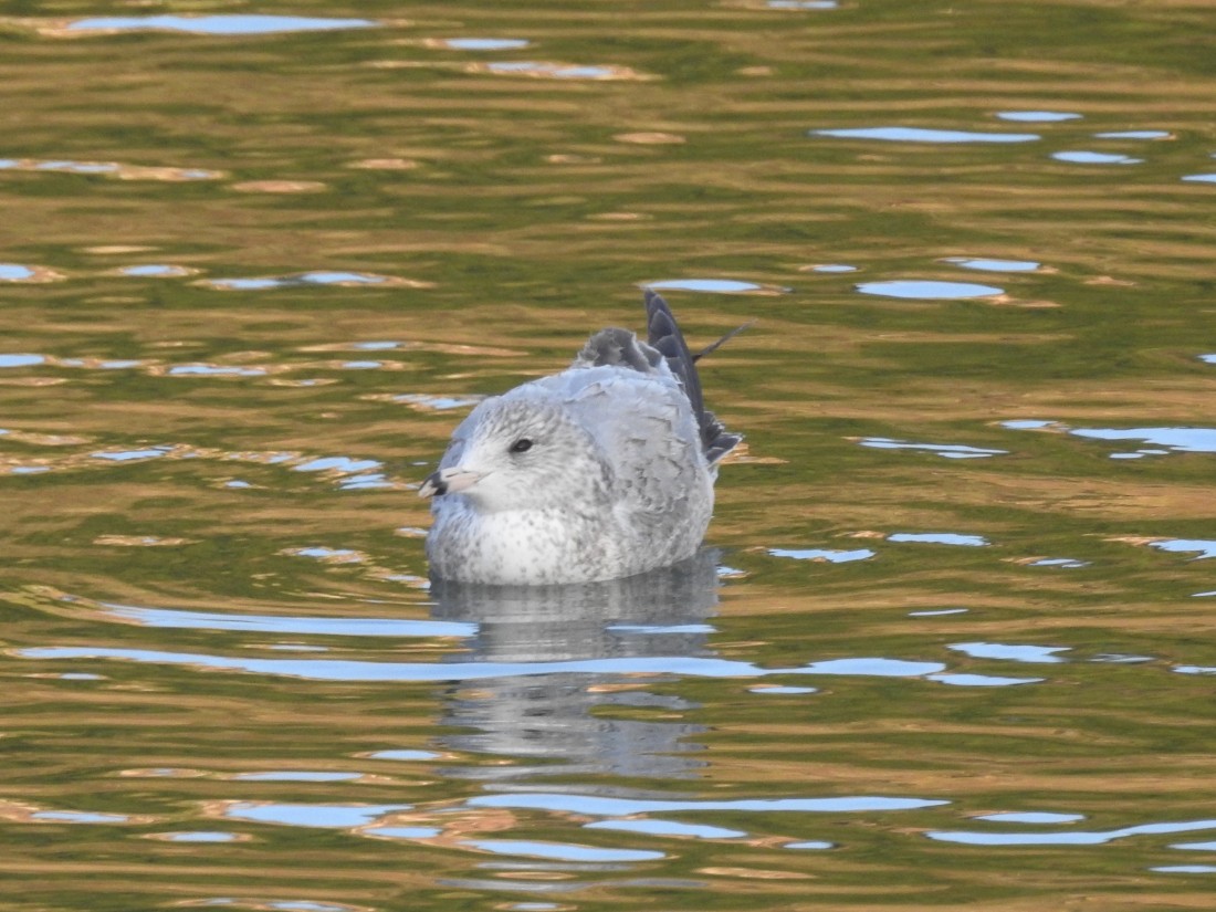 Ring-billed Gull - ML627818211