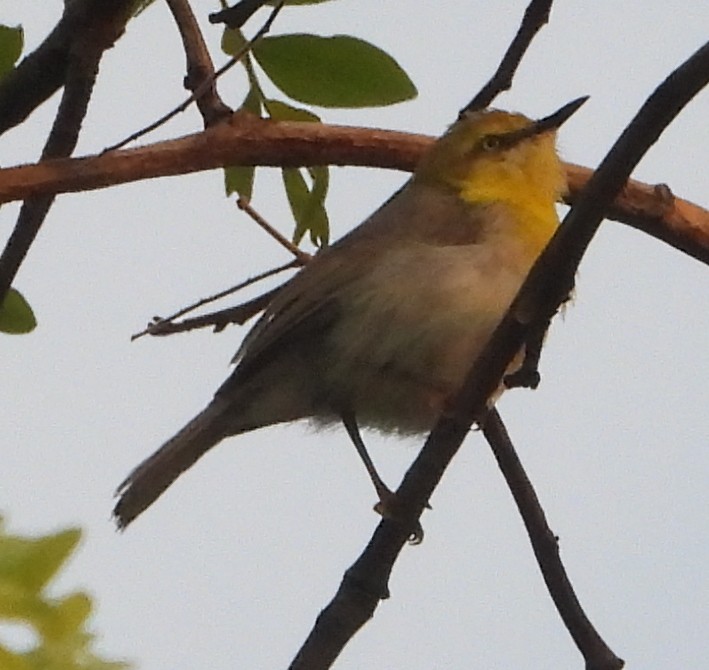 Yellow-bellied Eremomela - ML627818236