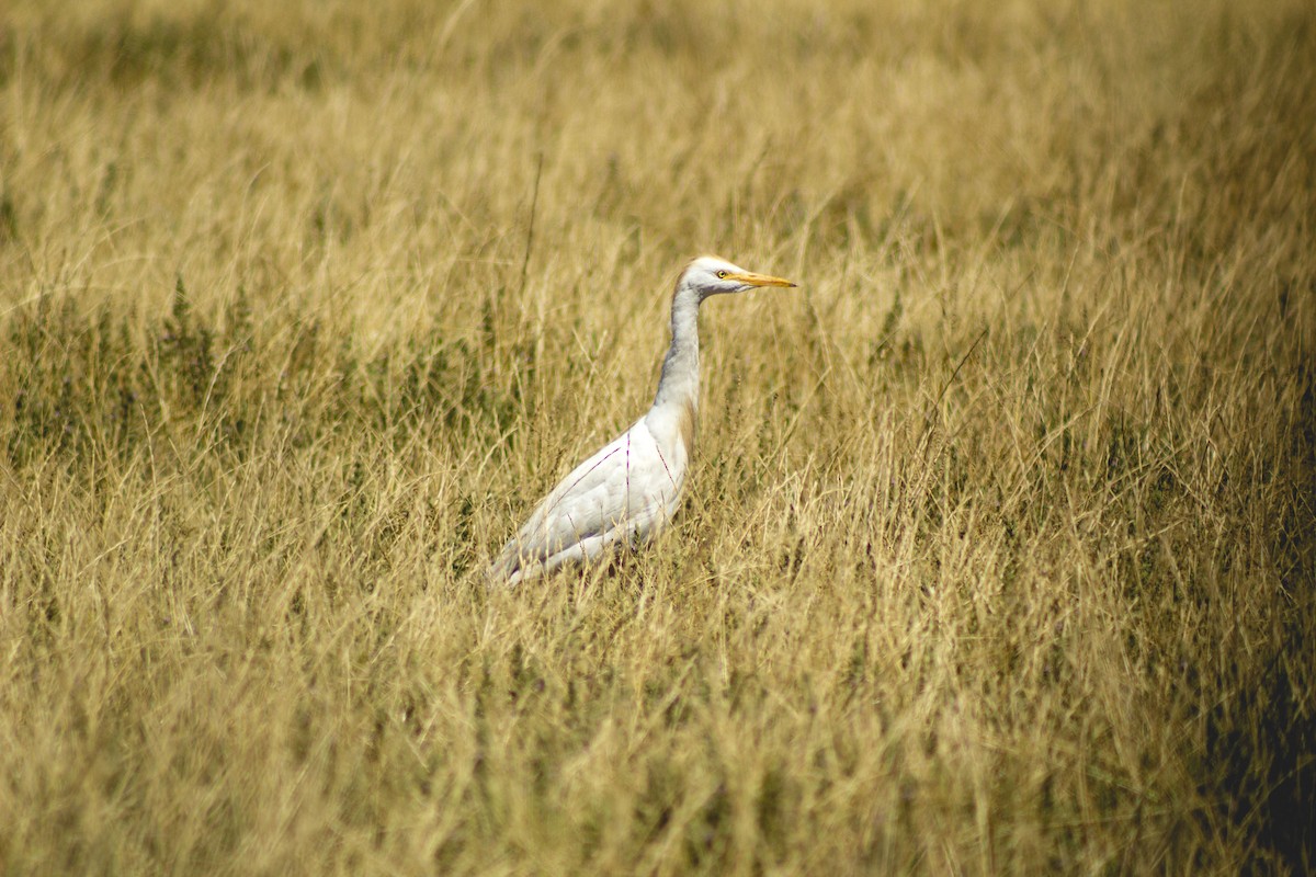 Western Cattle-Egret - ML627818259