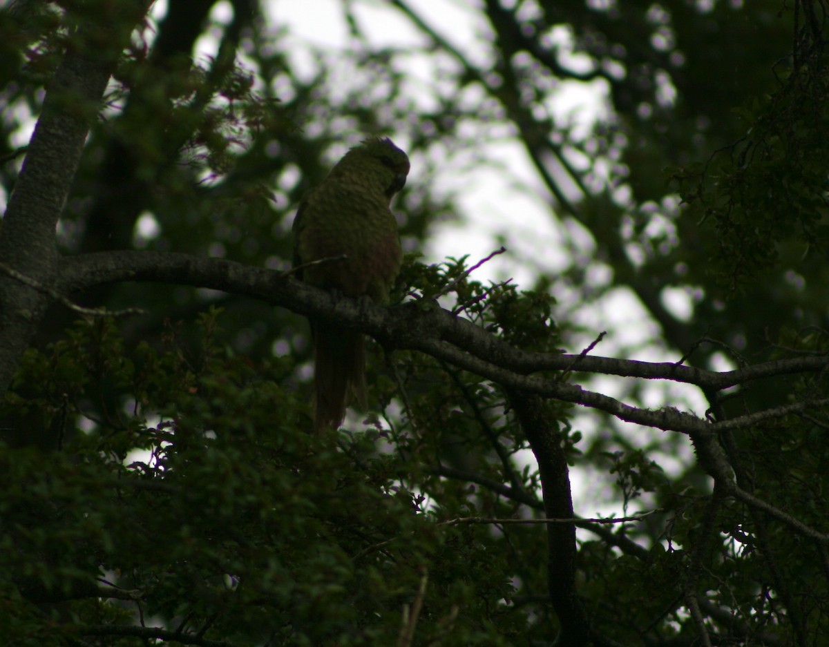 Austral Parakeet - ML627818267